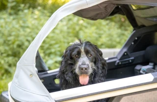 Hundetransport sicher mit Lastenfahrrad